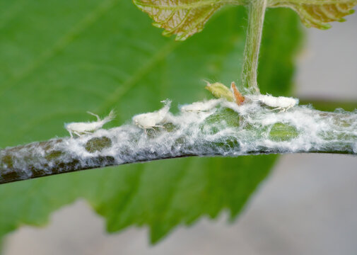 Citrus flatid planthopper, Metcalfa pruinosa nymph in the Flatidae family of planthoppers. Insects on grapevines, plant pests, vineyards.