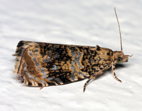 Syricoris lacunana, the dark strawberry tortrix, is a small moth species of the family Tortricidae, tortrix moths or leafroller moths. Caterpillars are pest of strawberry, blackberry, and raspberry.