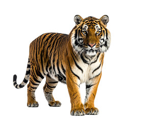 Obraz premium Majestic tiger standing tall showcasing vibrant fur and intense gaze.