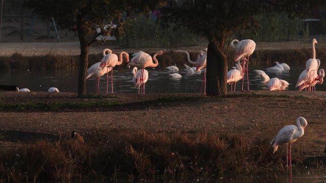 Greater flamingos at Ras Al Khor Wildlife Sanctuary, Dubai, United Arab Emirates