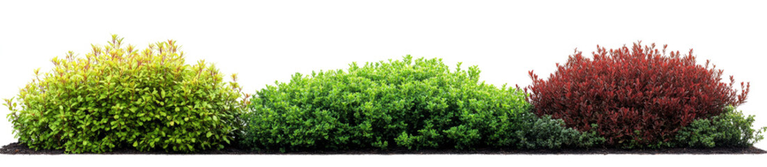 Obraz premium different types of green and dark red bushes isolated on a transparent background,
