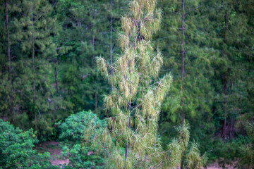 Wide angle natural background The atmosphere is surrounded by (rivers, trees, mountains, roads) and cool breeze blowing around the viewpoint or tourist attraction.
