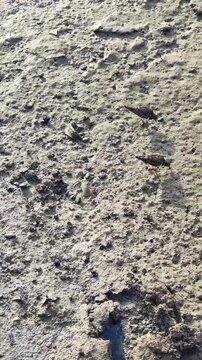 turnstone birds while looking for food on the coast