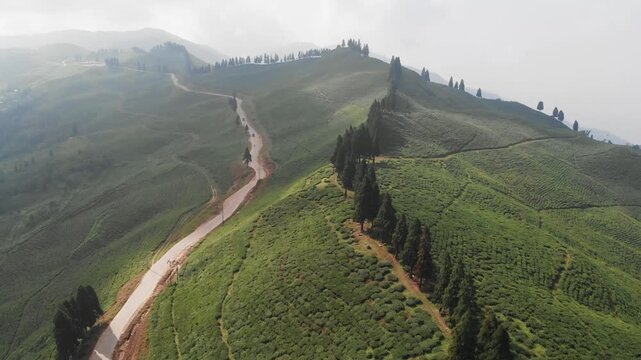 Drone view of lush green tea plantations / Tea garden in Ilam, eastern Nepal, with rolling hills, misty mountains, and small red roof houses surrounded by nature.