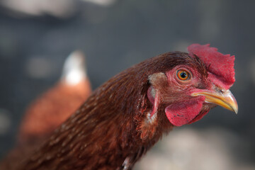 Gallina roja en corral rural con luz natural y sombras © Fernando