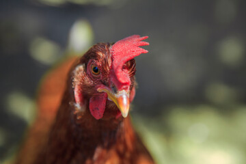 Gallina roja en corral rural con luz natural y sombras © Fernando