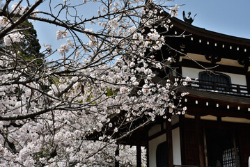 勧修寺　サクラと観音堂(京都市山科区)　