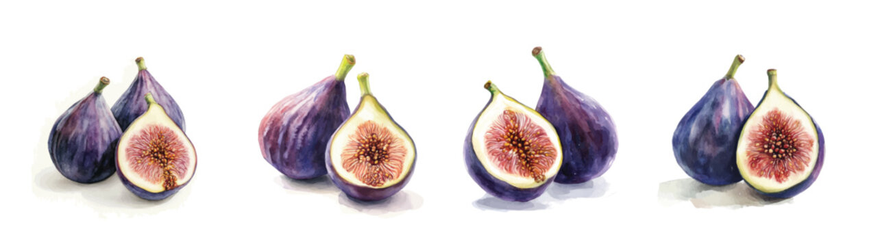 Illustration of fresh fig painting design set, Hand-painted style, vectorized, vector set available in EPS, Simple Hand-painted watercolor style, vector set available in EPS, Simple Hand-painted water