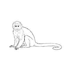 Obraz premium vector illustration of a white monkey
