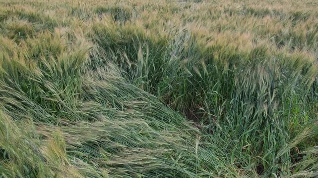 A field of wheat crops flattened and lodging due to wind and heavy rain