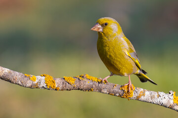 European Greenfinch on a branch
