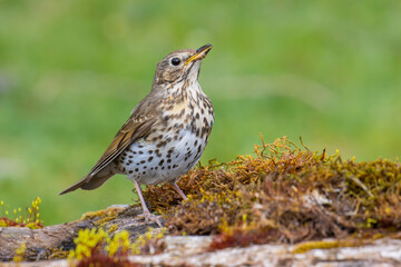 Song Thrush on the wooden pool