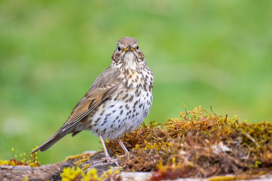 Song Thrush on the wooden pool