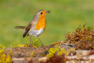 European Robin on the wooden pool