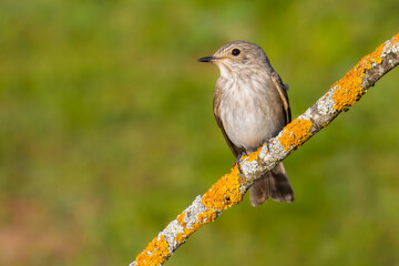 Spotted Flycatcher on a branch
