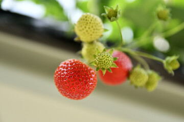 空中農園のいちご狩り