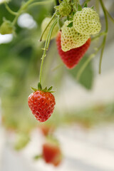 空中農園のいちご狩り