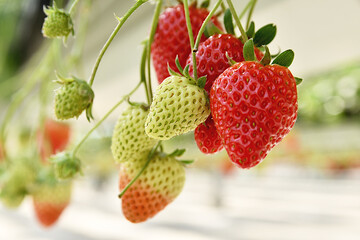 空中農園のいちご狩り