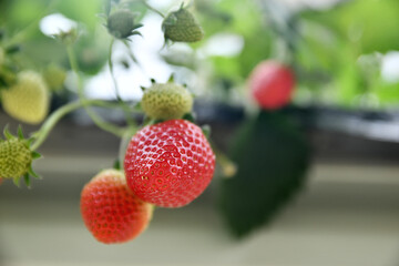 空中農園のいちご狩り