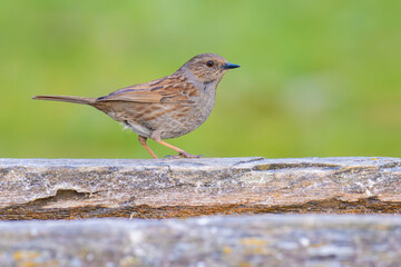 Obraz premium Dunnock on a wooden pool