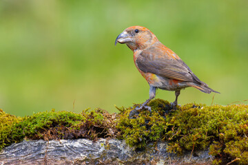 Red Crossbill on the moss