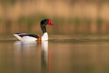Profile portrait of a common shelduck (Tadorna tadorna) male with red bill swimming on a calm golden water. © WojtekWildlife