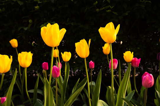 Yellow and Red Tulips