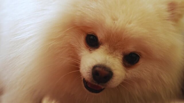 close-up. The muzzle of a white spitz dog gnawing dry food from a bowl. Healthy food for pets.