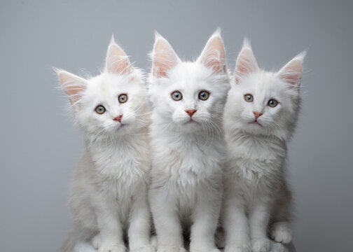 three beige and white maine coon kittens looking at camera curiously against neutral gray studio background