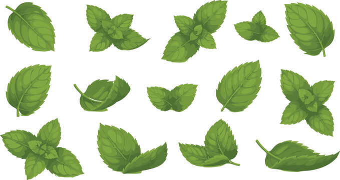 Fresh mint leaves collection with different angles and realistic green herbal foliage for organic tea, natural ingredients, botanical illustrations and food packaging design.