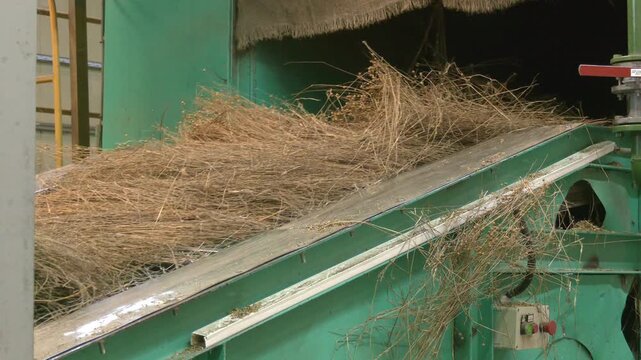 Short flax fiber. Horizontal dry flax fibers, production of linen fabrics

