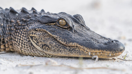 Obraz premium alligator in the everglades