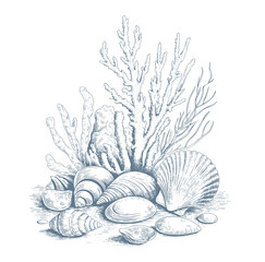 Underwater marine composition with seashells and coral in  vintage engraving line art. © Songrami