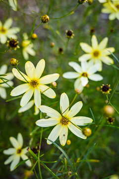 Soft yellow Coreopsis verticillata "Moonbeam" tickseed flower growing in a summer garden