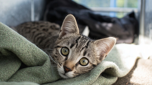 Tabby cat with green eyes sitting on a blanket