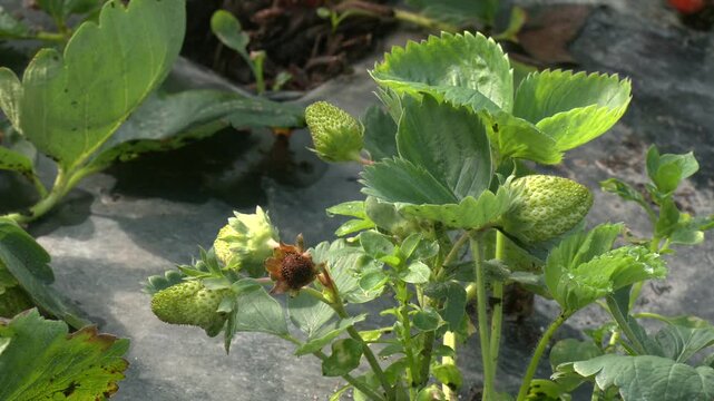 Green strawberry in a field. Strawberry bushes on strawberry field in a farm. 
