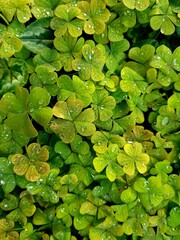 Green clover leaves with water drops close-up. Nature background