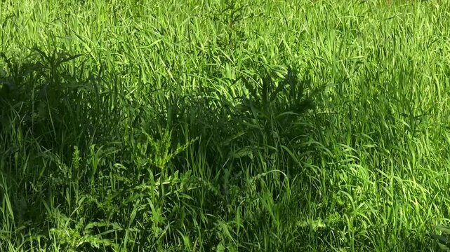 The spring breeze brushes over the dense green weeds. A lawn with green grass all the way to the horizon
