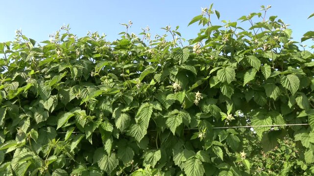 Red raspberry plantation under the open sky. Long rows of green raspberry bushes in the field. Growing delicious berries
