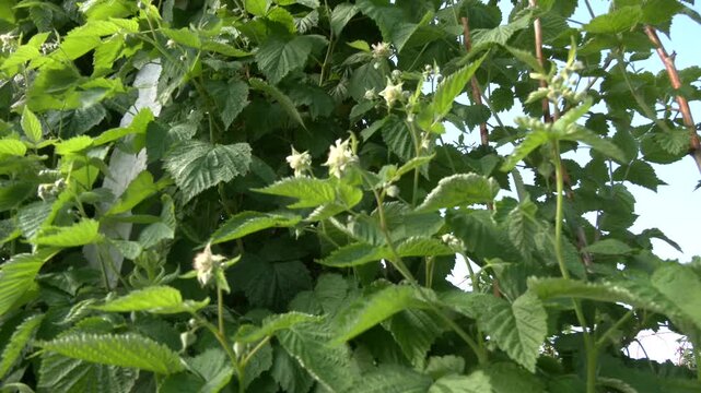 Red raspberry plantation under the open sky. Long rows of green raspberry bushes in the field. Growing delicious berries
