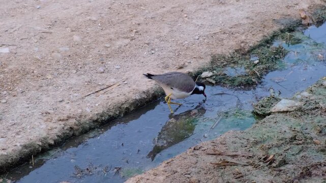 Red-wattled lapwing bird foraging in a shallow muddy stream