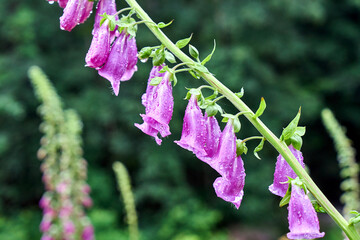 Raindrops on Purple Foxglove Flowers in the Karkonosze Mountains © GKor