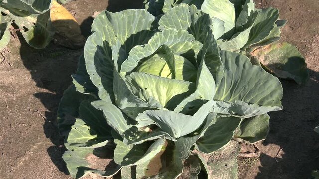 Green cabbage and aphid in vegetable garden. Cabbages growing in the field.Cabbage grows in an agricultural field. Close-up of a large green cabbage. Cultivation of cabbage.