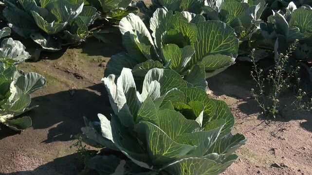 Green cabbage and aphid in vegetable garden. Cabbages growing in the field.Cabbage grows in an agricultural field. Close-up of a large green cabbage. Cultivation of cabbage.
