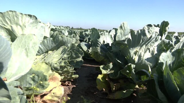 Green cabbage and aphid in vegetable garden. Cabbages growing in the field.Cabbage grows in an agricultural field. Close-up of a large green cabbage. Cultivation of cabbage.