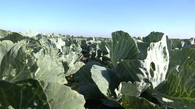 Green cabbage and aphid in vegetable garden. Cabbages growing in the field.Cabbage grows in an agricultural field. Close-up of a large green cabbage. Cultivation of cabbage.