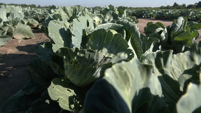 Green cabbage and aphid in vegetable garden. Cabbages growing in the field.Cabbage grows in an agricultural field. Close-up of a large green cabbage. Cultivation of cabbage.