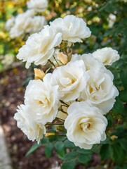 Pristine White Roses in a Garden. Pretty white rose in summer