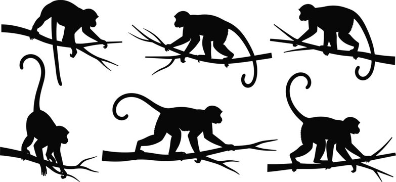 Vector illustration set of monkey silhouettes on tree branches with dynamic poses, naturalistic style, decorative motifs