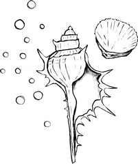 Hand drawn seashell illustration